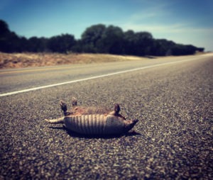 Peligro: Armadillos y  Otras Criaturas enlas Carreteras