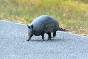 Armadillo in the road