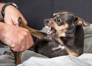 McKinney Dog Bite Lawyer