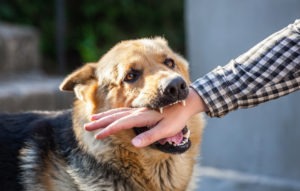Can You Sue for a Dog Bite in Texas?