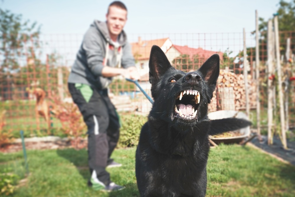 Texas Dog Bite Laws Free Case Review